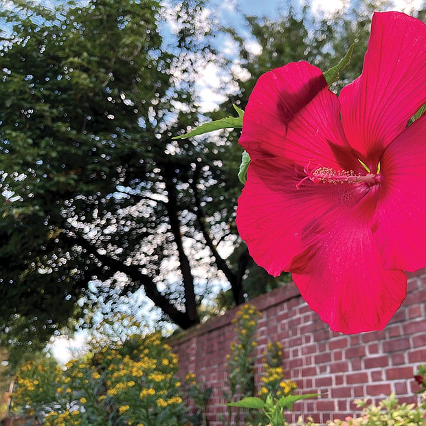 Giant hibiscus in the West End