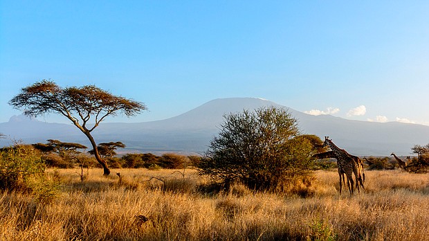 Climbers ascending Mount Kilimanjaro can now document their ascents in real-time on Instagram, following a recent move by Tanzanian authorities to install high-speed internet around the mountain's slopes.
Mandatory Credit:	Roger de la Harpe/Education Images/Universal Images Group/Getty Images