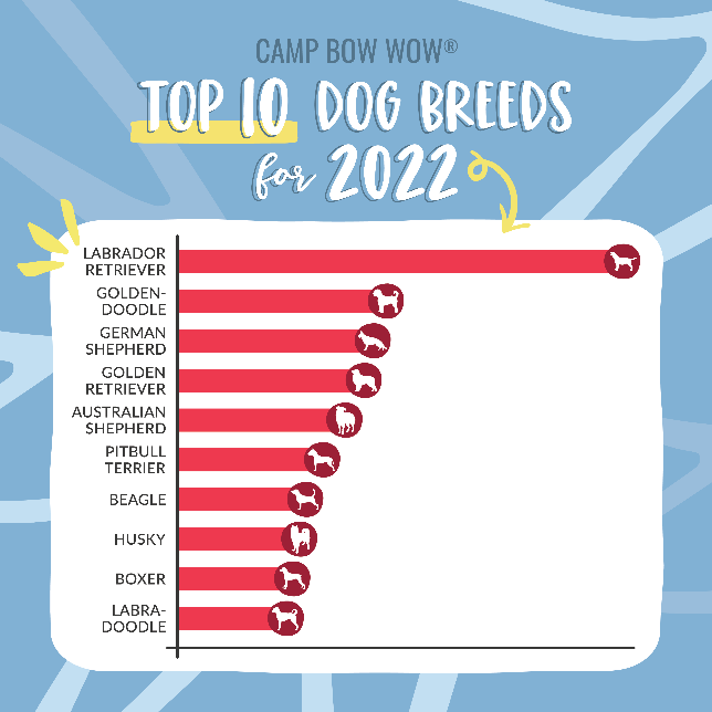 Camp Bow Wow ® Releases the Top Dog Breeds for 2022 Houston Style