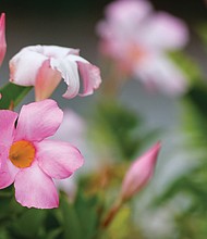 Downtown’s colorful blooms