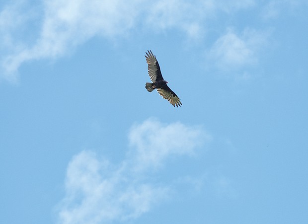 Broad winged hawk over North Side