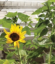 Sunflower visits Jackson Ward
