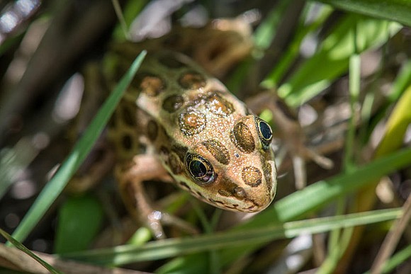 Endangered Frogs Hop Back into Wild