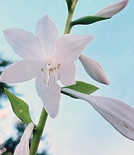Late summer blooms in the West End