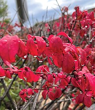 Drops of color in Henrico County