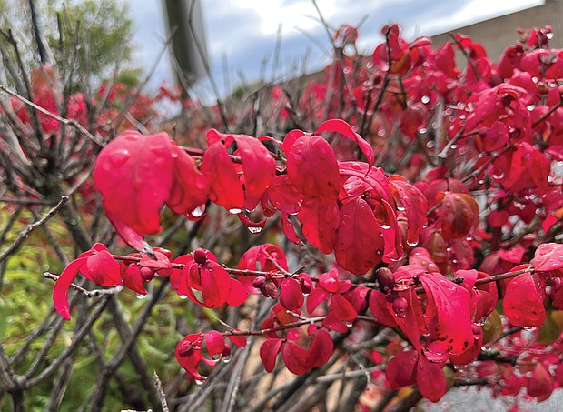 Drops of color in Henrico County