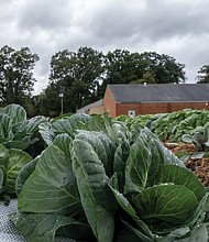 Cabbage patching at Shalom Farms in North Side