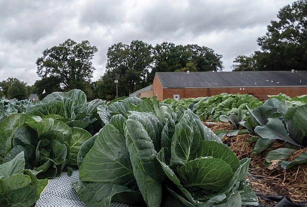 Cabbage patching at Shalom Farms in North Side