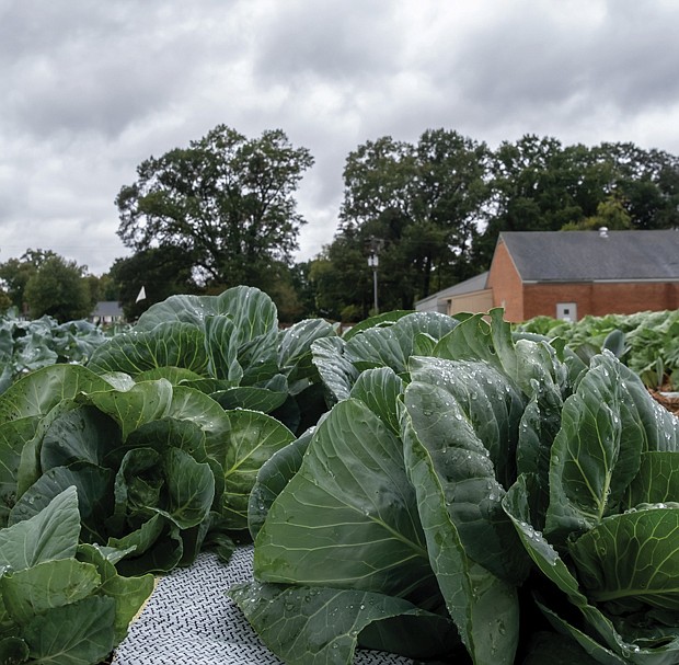 Cabbage patching at Shalom Farms in North Side