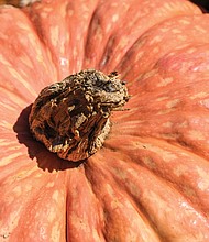 Pumpkin hatched in North Side