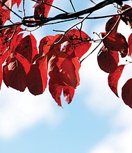 Fall and leaves at Lewis Ginter Botanical Garden