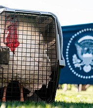 "Chocolate" waits in its crate on the South Lawn of the White House in Washington, Monday, Nov. 21, before President Joe Biden pardons the National Thanksgiving Turkey.
Mandatory Credit:	Andrew Harnik/AP