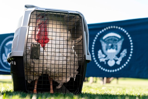 "Chocolate" waits in its crate on the South Lawn of the White House in Washington, Monday, Nov. 21, before President Joe Biden pardons the National Thanksgiving Turkey.
Mandatory Credit:	Andrew Harnik/AP