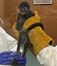 A Texas woman was arrested after illegally smuggling an endangered spider monkey into the US, officials said.
Mandatory Credit:	US Immigration and Customs Enforcement