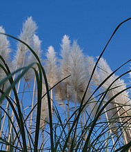 Forest Hill Park’s ornamental grass