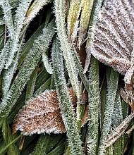 Frosted foliage in the West End