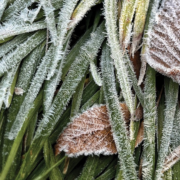 Frosted foliage in the West End