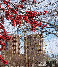 Yaupon Holly on Brown’s Island