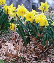 Colorful blooms in the West End