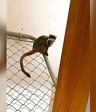 One of the two emperor tamarin monkeys found on January 31, sits in a closet in a home near Dallas.
Mandatory Credit:	Dallas Police Department