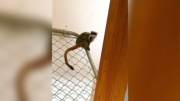 One of the two emperor tamarin monkeys found on January 31, sits in a closet in a home near Dallas.
Mandatory Credit:	Dallas Police Department