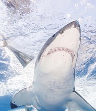 Mexico has banned shark-related tourism activities at Guadalupe Island. A great white shark here swims off of Guadalupe Island in 2016.
Mandatory Credit:	Dave J Hogan/Getty Images