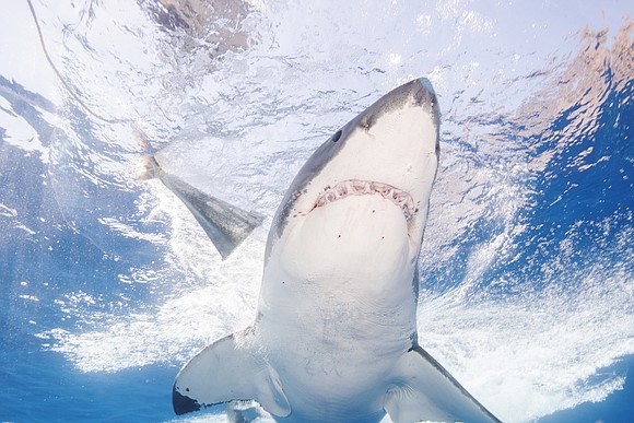 Mexico has banned shark-related tourism activities at a popular Pacific Ocean destination.