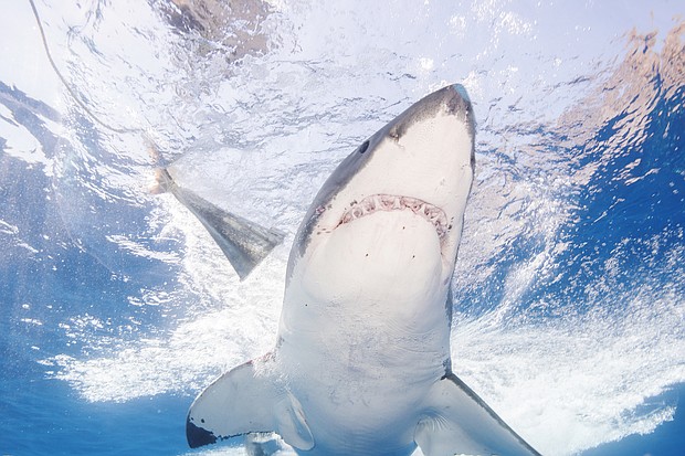 Mexico has banned shark-related tourism activities at Guadalupe Island. A great white shark here swims off of Guadalupe Island in 2016.
Mandatory Credit:	Dave J Hogan/Getty Images