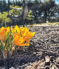 Sprouting crocus in the West End