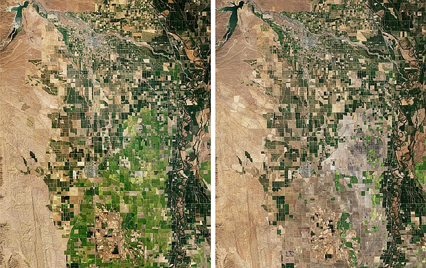 Comparison view of the Sacramento Valley rice-growing region that has lost nearly 75 percent of production due to extreme drought conditions east of Willows, California. The image on the left shows green with normal production in September 4, 2021. The right image is mostly brown from drought and water shortages on September 16, 2022.
Mandatory Credit:	Landsat 8/Nasa/Planet Pix/ZUMA Press Wire