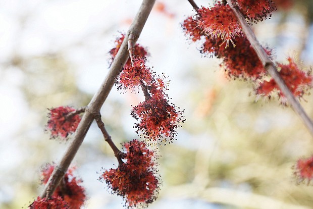 Red maple blooms in Fonticello Park