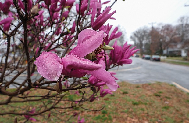 Magnolia flowers in North Side