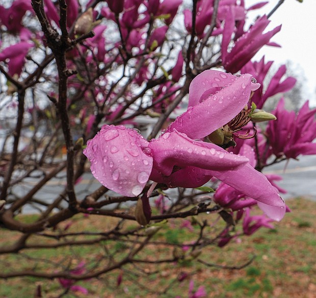 Magnolia flowers in North Side