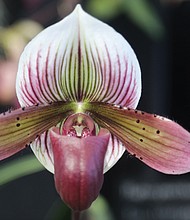 Paphiopedilum Macabre Pleasure Orchid at Lewis Ginter Botanical Garden