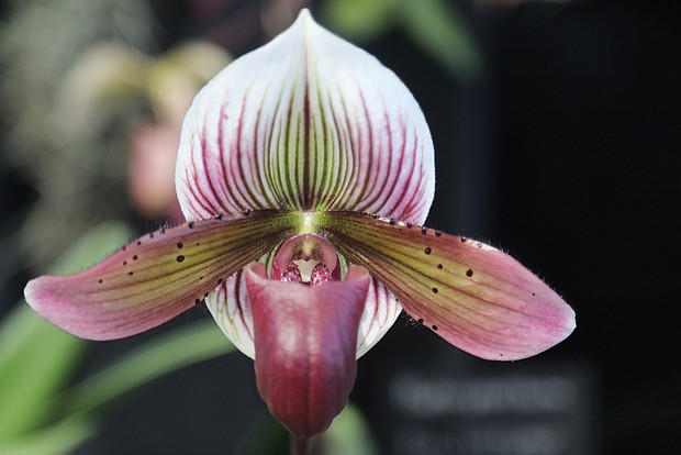 Paphiopedilum Macabre Pleasure Orchid at Lewis Ginter Botanical Garden