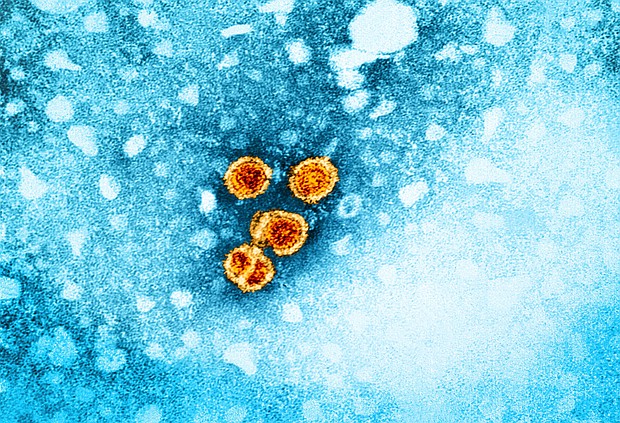 The US Centers for Disease Control and Prevention says all adults should be screened for hepatitis B.
Mandatory Credit:	NIAID/CDC