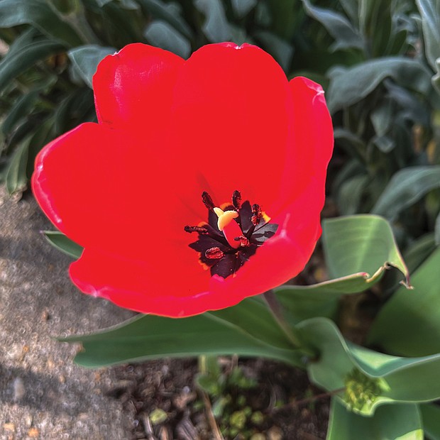 Tulip debut in the West End