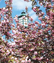 Meadow Street blooms