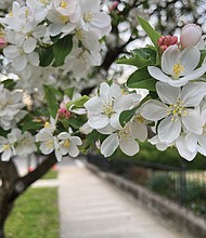 Dogwood delights in West End