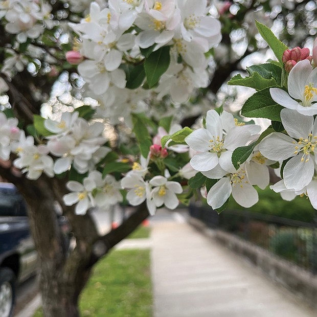 Dogwood delights in West End