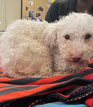 The shelter says they are hopefull Toodles will be adopted in the coming days.
Mandatory Credit:	Courtesy Pennsylvania SPCA