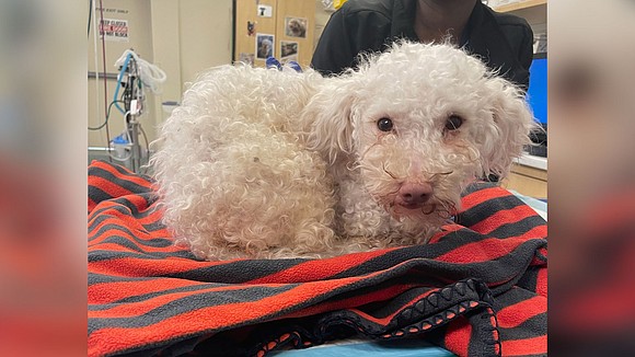 A poodle named Toodles in Pennsylvania was revived with Narcan after suffering an apparent drug overdose, according to a local …