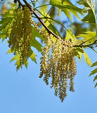 Oak trees are pumping out pollen in the Southeast, contributing to record-high levels early in the season.
Mandatory Credit:	Andrei Zhigaltsov/iStockphoto/Getty Images