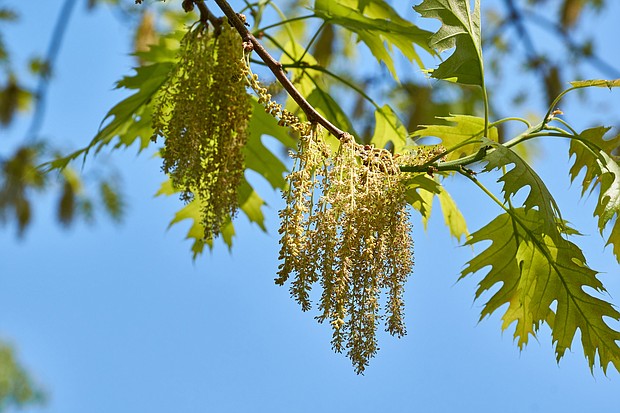 Oak trees are pumping out pollen in the Southeast, contributing to record-high levels early in the season.
Mandatory Credit:	Andrei Zhigaltsov/iStockphoto/Getty Images