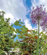 West End blooms