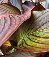 Canna lilly leaves in the West End