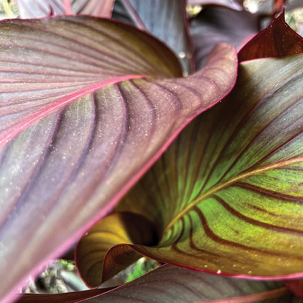 Canna lilly leaves in the West End