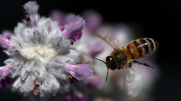A honeybee flies next to a lamb's ear plant in San Anselmo, California.
Mandatory Credit:	Justin Sullivan/Getty Images