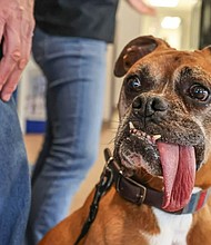 Rocky, a 9-year-old boxer, peers around at Kruger Animal Hospital in Bloomington before his tongue is measured for Guinness World Records.
Mandatory Credit:	The Pantagraph