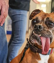 Rocky, a 9-year-old boxer, peers around at Kruger Animal Hospital in Bloomington before his tongue is measured for Guinness World Records.
Mandatory Credit:	The Pantagraph